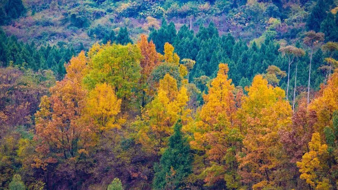 油画青山绿水图片大全