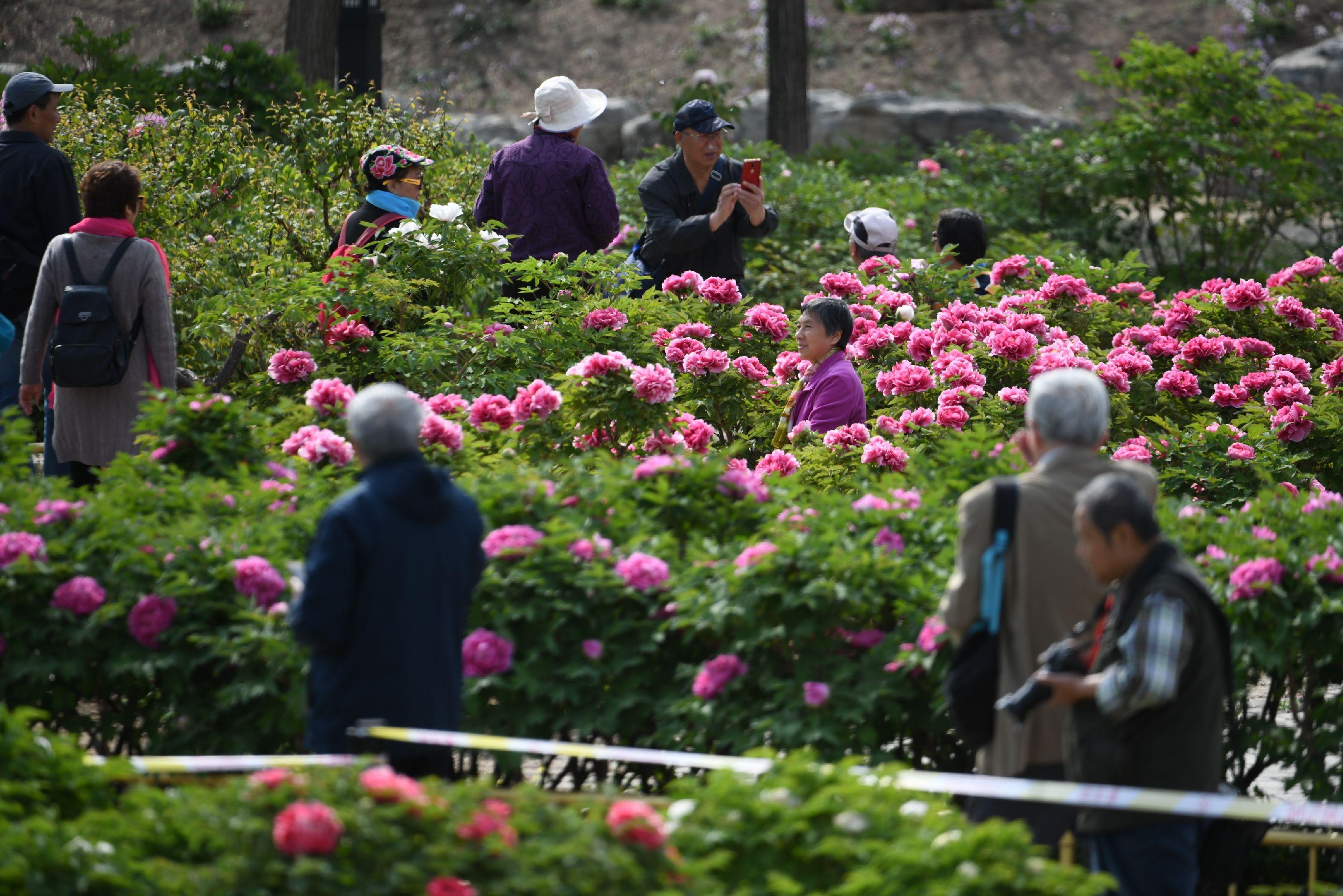 国画写意牡丹，笔墨间的盛世芳华