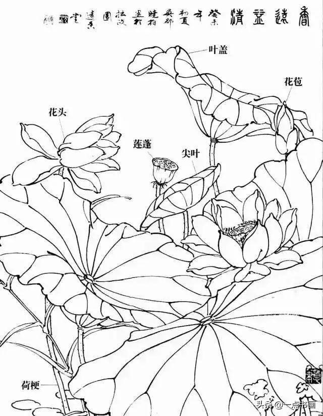 探秘工笔画荷花之美，一幅幅细腻的荷花图集