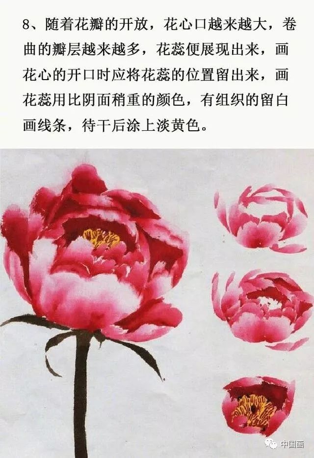 国画入门，牡丹花的画法详解