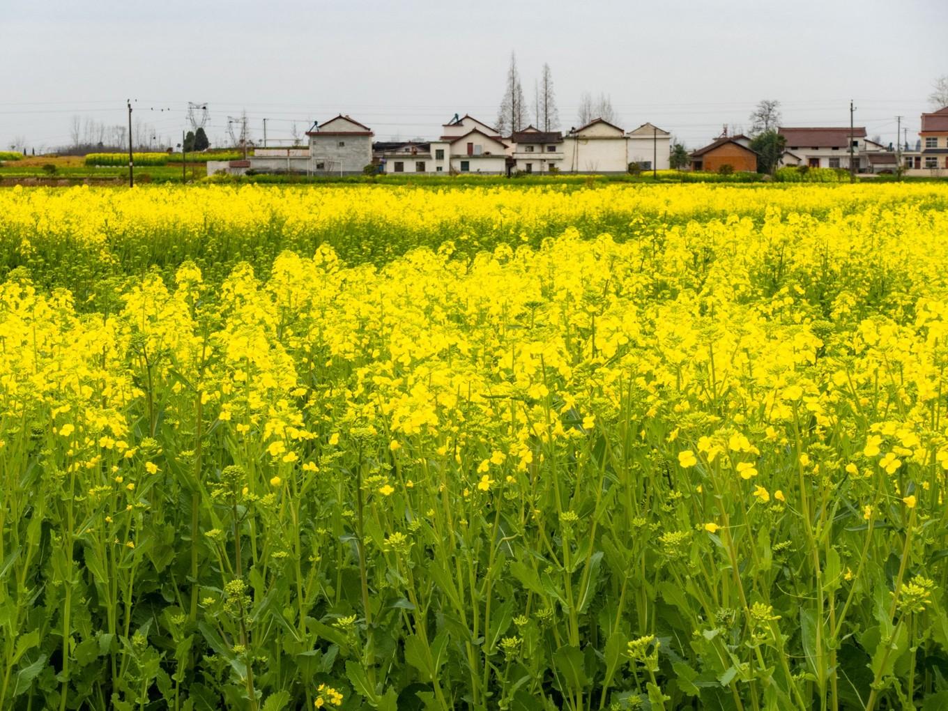 2025年3月20日 第11页